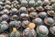 Astrophytum astrias retki hibridi paket sadrzi 5 semenki 